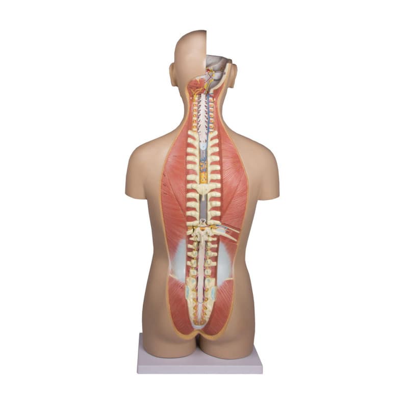 Torso mit geöffnetem Rücken, 27-teilig, zweigeschlechtig - Erler Zimmer