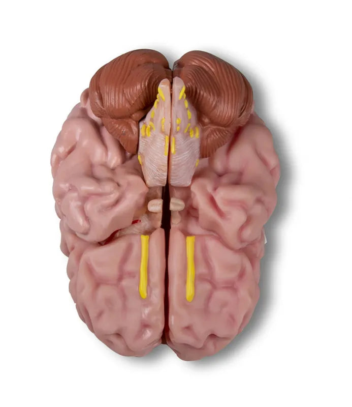 Anatomisches Gehirnmodell lebensgross, 5-teilig - Erler Zimmer